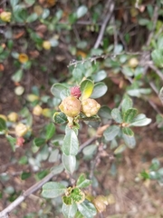 Ceanothus megacarpus