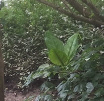 Lysichiton americanus