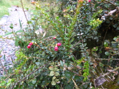 Disterigma empetrifolium