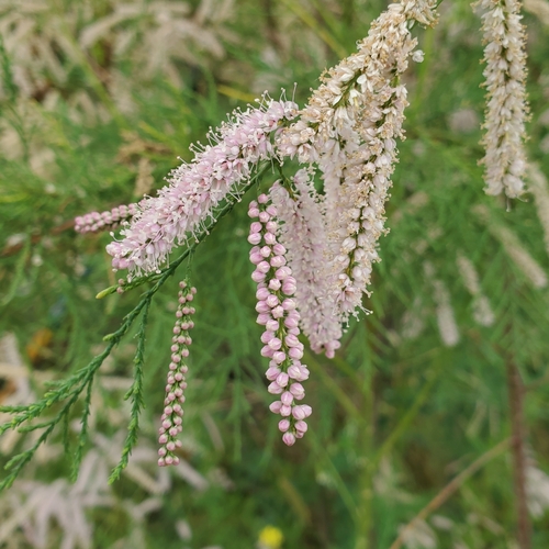 Saltcedar (Tamarix ramosissima)