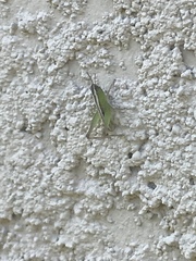 Dichromorpha elegans