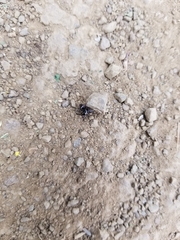 Metaphidippus