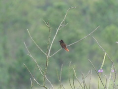 Chrysolampis mosquitus