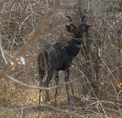 Tragelaphus imberbis