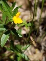 Stylosanthes biflora