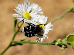 Trichiotinus texanus