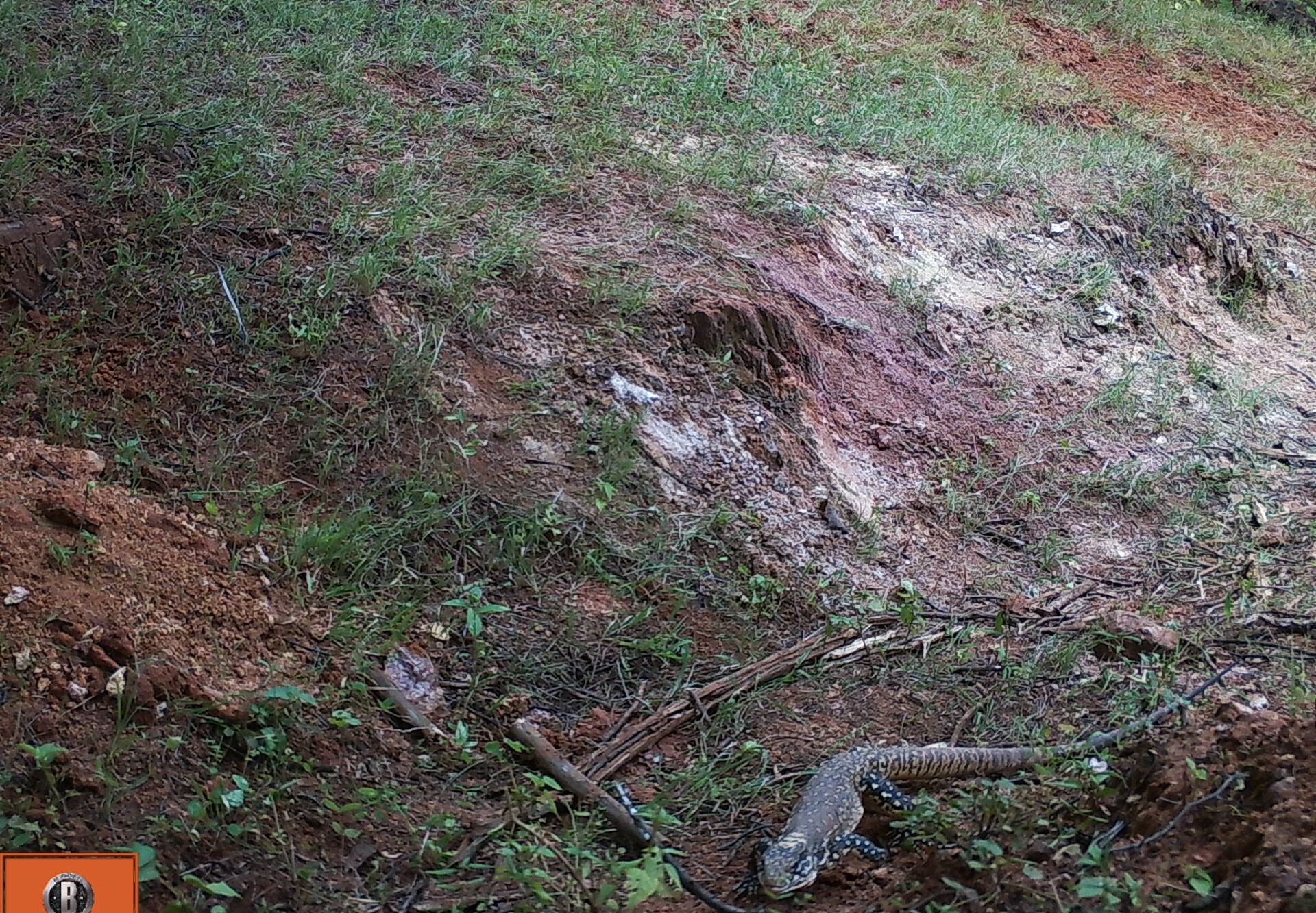 Callopistes flavipunctatus image