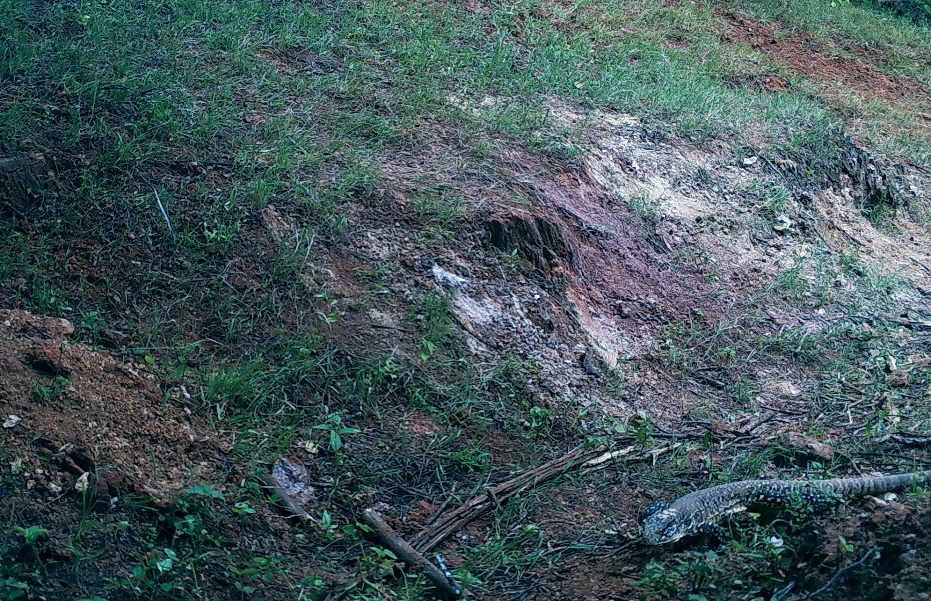 Callopistes flavipunctatus image