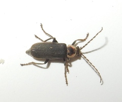 Atalantycha dentigera