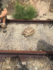 Centrochelys sulcata