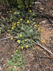 Viola pedunculata