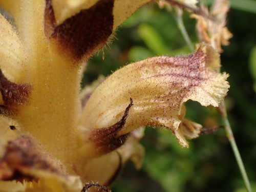 Image of Orobanche reticulata by (c) Franck Cabot, some rights reserved (CC BY)