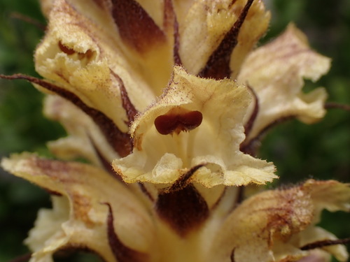 Image of Orobanche reticulata by (c) Franck Cabot, some rights reserved (CC BY)