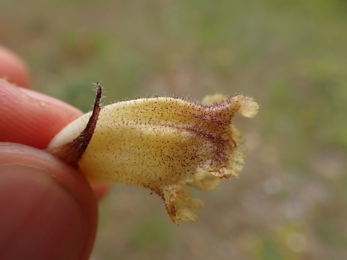 Image of Orobanche reticulata by (c) Franck Cabot, some rights reserved (CC BY)