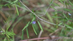 Vicia tetrasperma