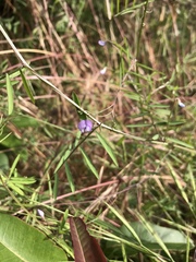 Vicia tetrasperma