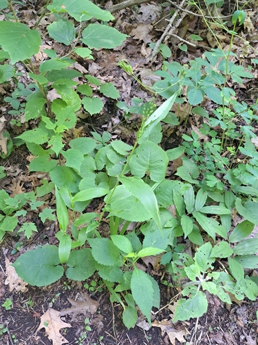 Image of Broad-Leaved Panic Grass (Dichanthelium latifolium) by no rights reserved