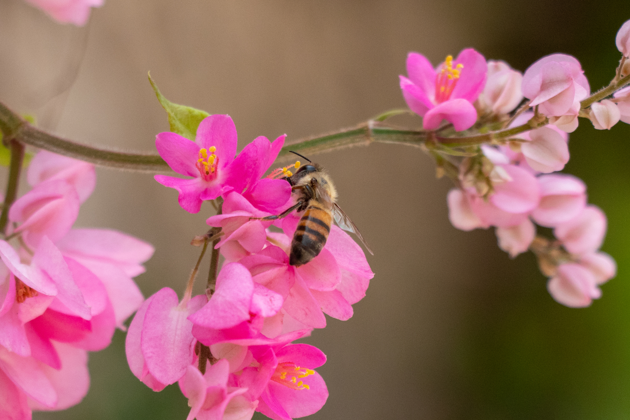 Antigonon