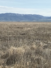 Botaurus lentiginosus