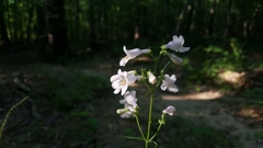 Penstemon laevigatus