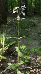 Penstemon laevigatus