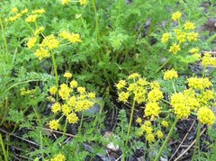 Cymopterus terebinthinus