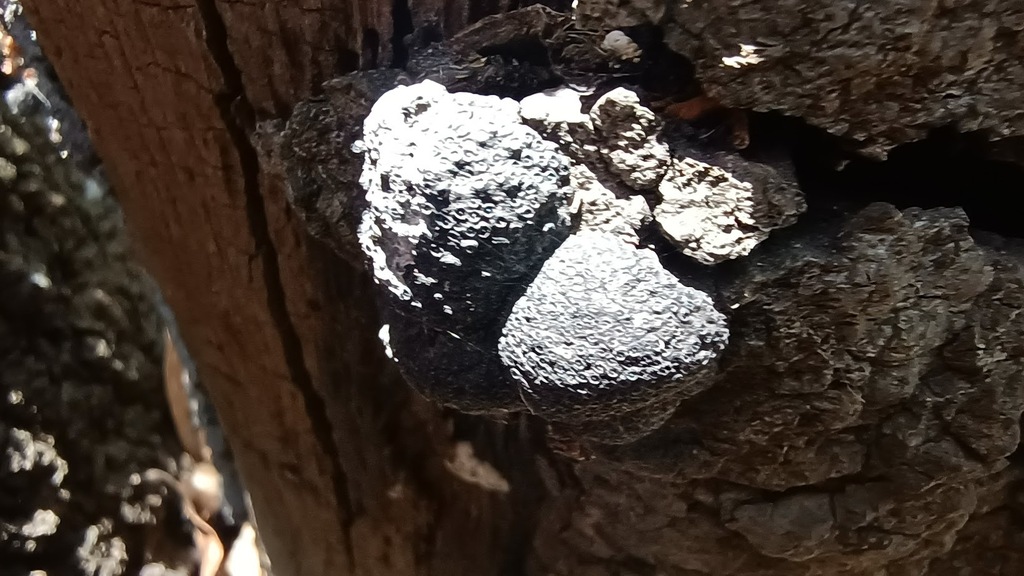 Hypoxylon aeruginosum