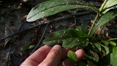 Penstemon laevigatus