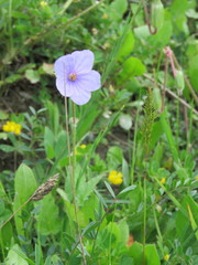 Erodium gruinum