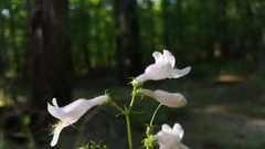 Penstemon laevigatus
