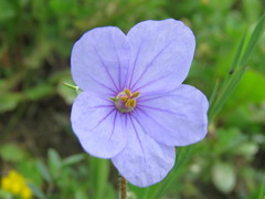 Erodium gruinum