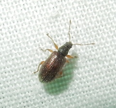 Phyllobius oblongus
