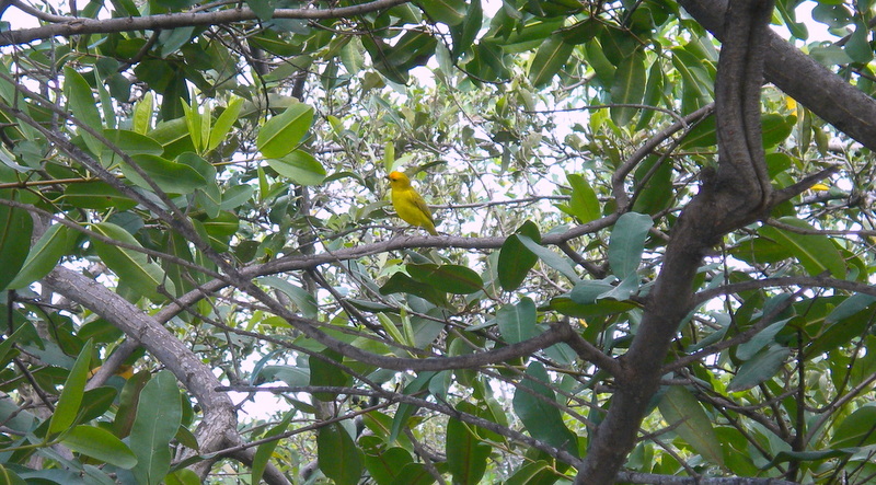 Sicalis flaveola image