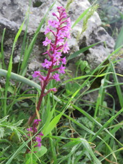 Orchis quadripunctata