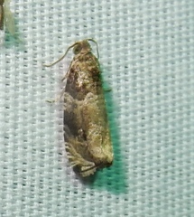 Olethreutes appendiceum