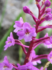 Orchis quadripunctata