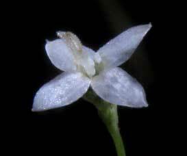 Oldenlandiopsis callitrichoides