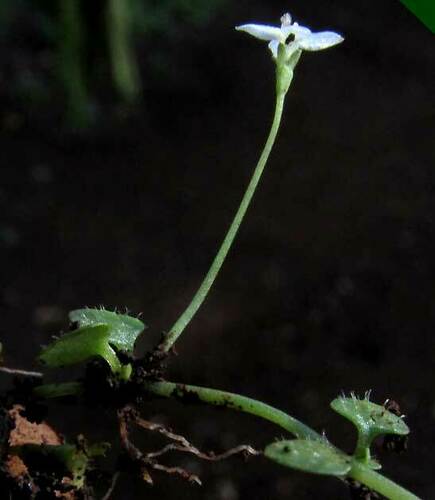 Oldenlandiopsis callitrichoides