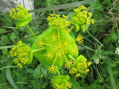 Smyrnium perfoliatum rotundifolium