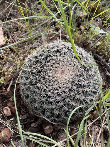 Mammillaria heyderi