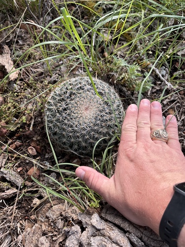 Mammillaria heyderi