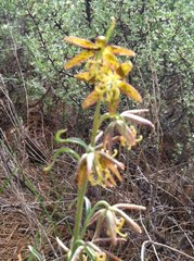 Fritillaria atropurpurea