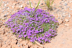 Astragalus spatulatus