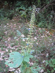 Salvia xalapensis