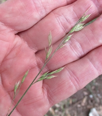 Festuca versuta