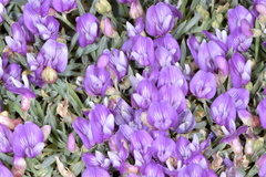 Astragalus spatulatus