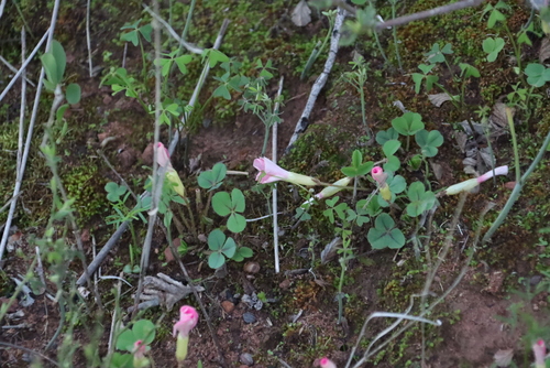 Image of Pink Sorrel (Oxalis eckloniana) by (c) Tony Rebelo, some rights reserved (CC BY-SA)