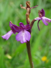 Anacamptis boryi