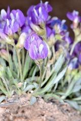 Astragalus spatulatus