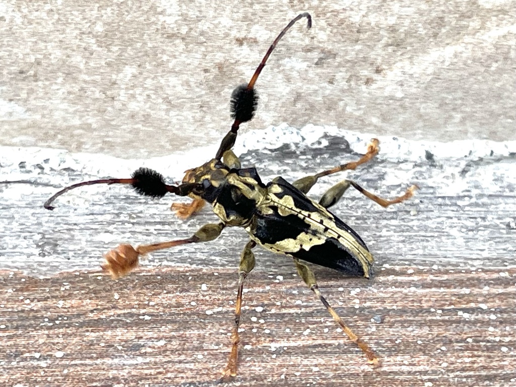 Discopus buckleyi